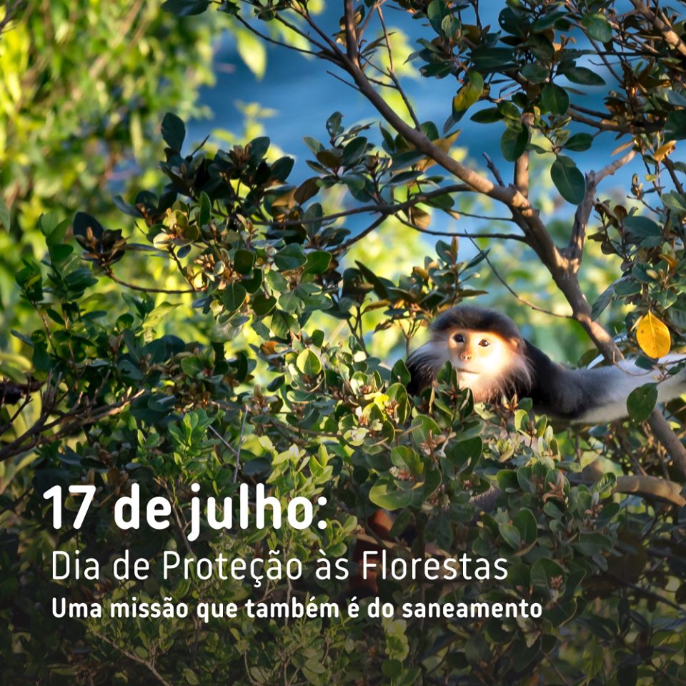Dia de Proteção às Florestas
